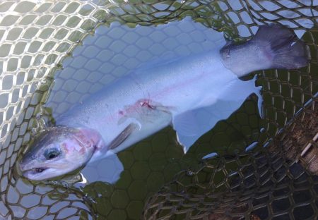久しぶりの大安トラウトレイク